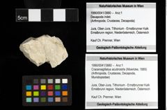 Foto (Objekt + Etiketten) von Cracensigillatus acutirostris (Moericke, 1889) 